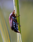 cockchafer