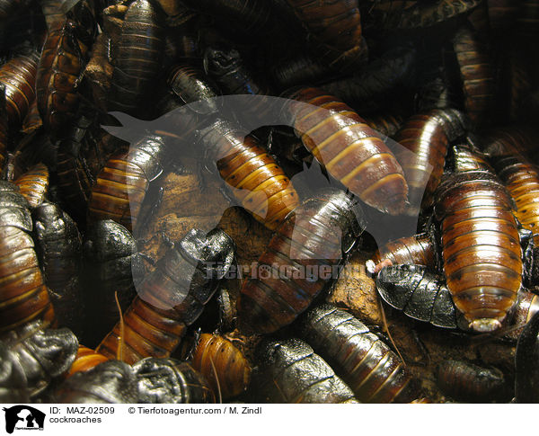cockroaches / MAZ-02509