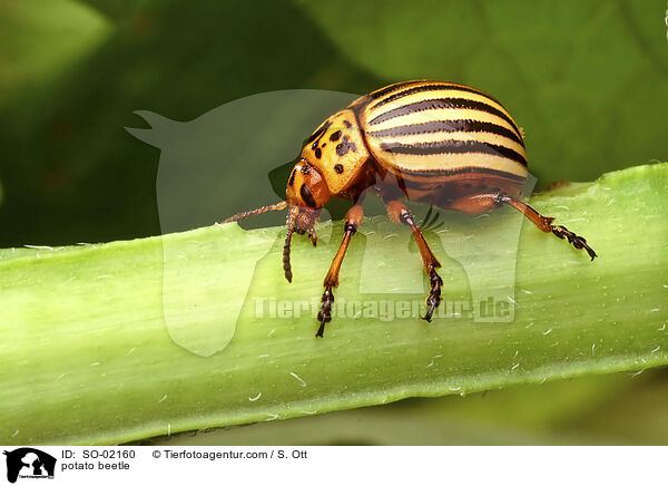 potato beetle / SO-02160