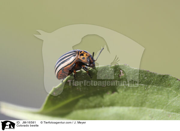 Kartoffelkfer / Colorado beetle / JM-16581