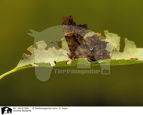 Comma Butterfly / SA-01290