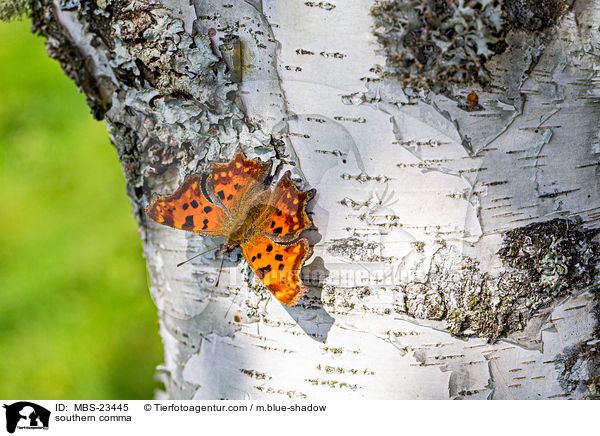 C-Falter / southern comma / MBS-23445