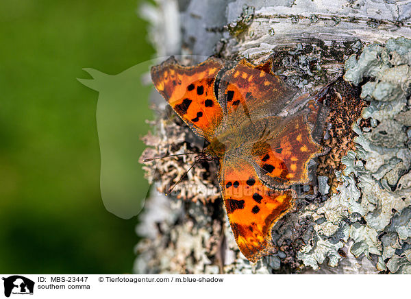 C-Falter / southern comma / MBS-23447