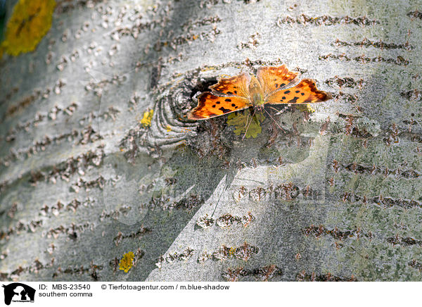 C-Falter / southern comma / MBS-23540