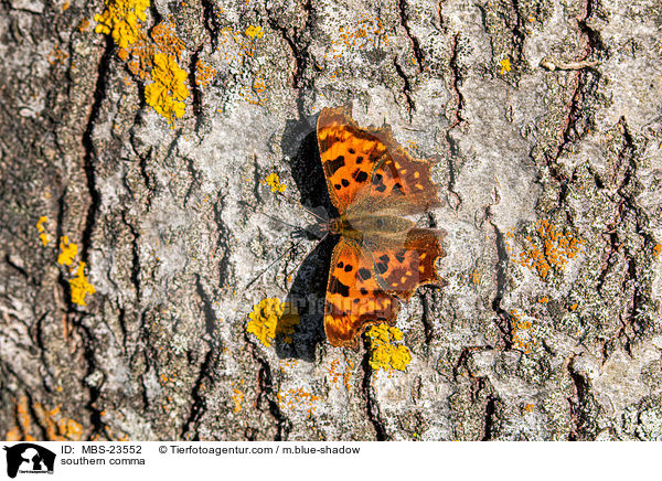 southern comma / MBS-23552