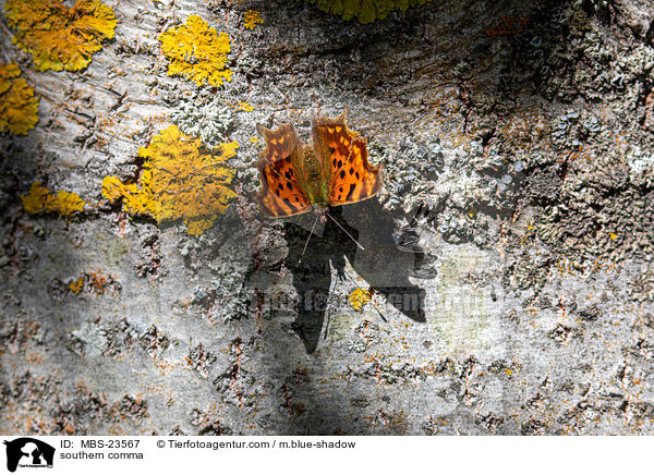 C-Falter / southern comma / MBS-23567