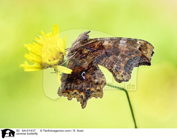 comma butterfly / SA-01437