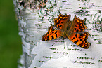 southern comma