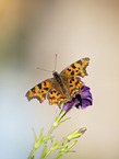 southern comma