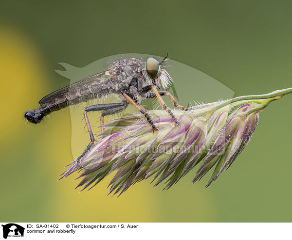 common awl robberfly / SA-01402