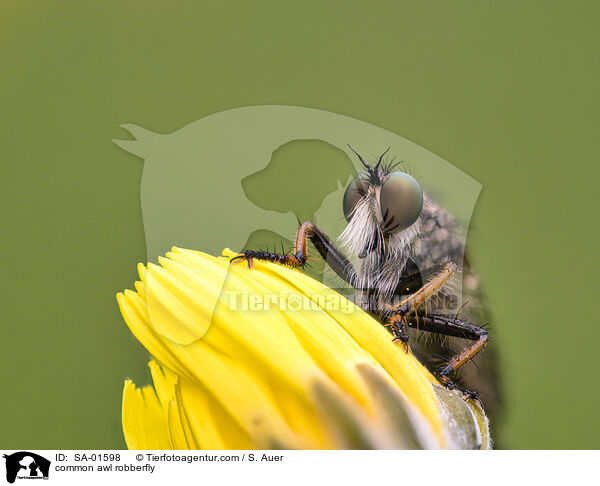 common awl robberfly / SA-01598