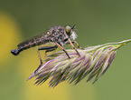 common awl robberfly
