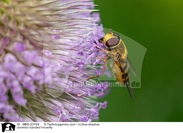 common banded hoverfly / MBS-23769