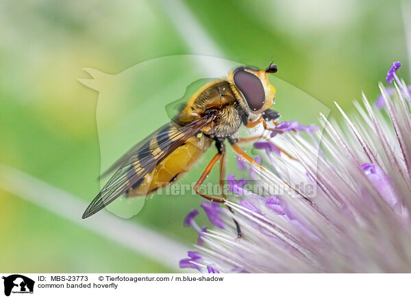 Groe Schwebfliege / common banded hoverfly / MBS-23773