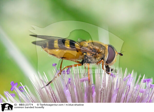 common banded hoverfly / MBS-23774