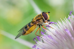 common banded hoverfly