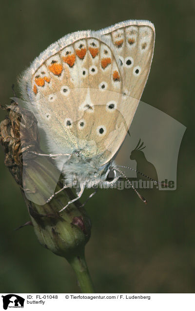 Hauhechelbluling / butterfly / FL-01048