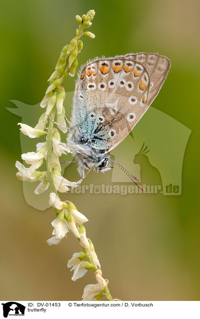butterfly / DV-01453