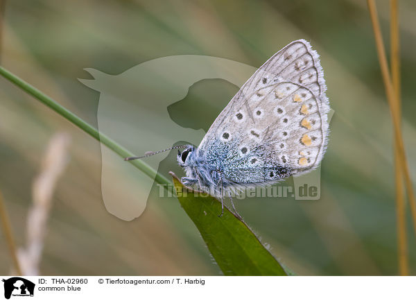 Gemeiner Bluling / common blue / THA-02960