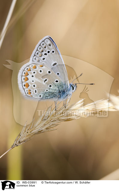 Gemeiner Bluling / common blue / WS-03991