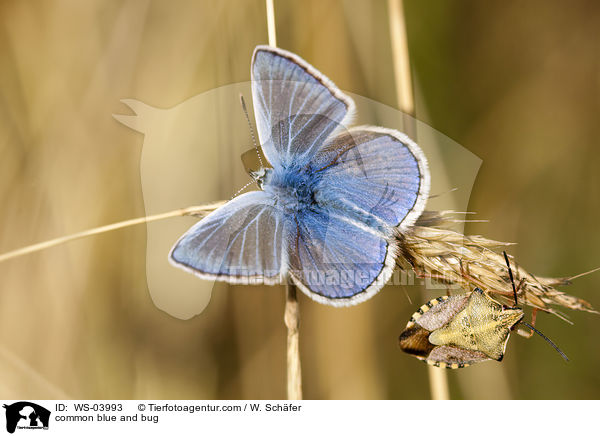 Gemeiner Bluling und Wanze / common blue and bug / WS-03993