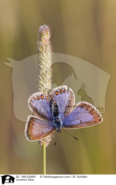 common blue / WS-03995