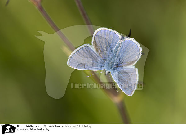 Hauhechel-Bluling / common blue butterfliy / THA-04372