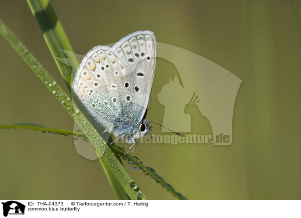 Hauhechel-Bluling / common blue butterfliy / THA-04373