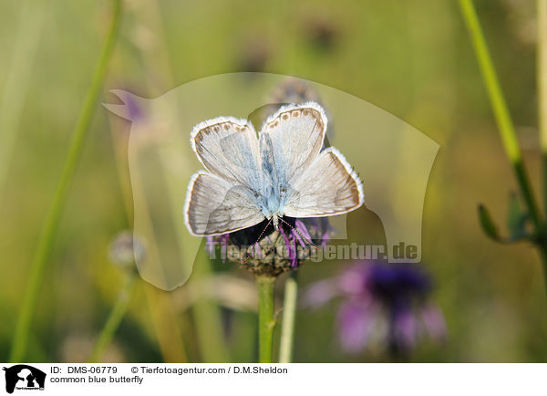 Hauhechel-Bluling / common blue butterfly / DMS-06779