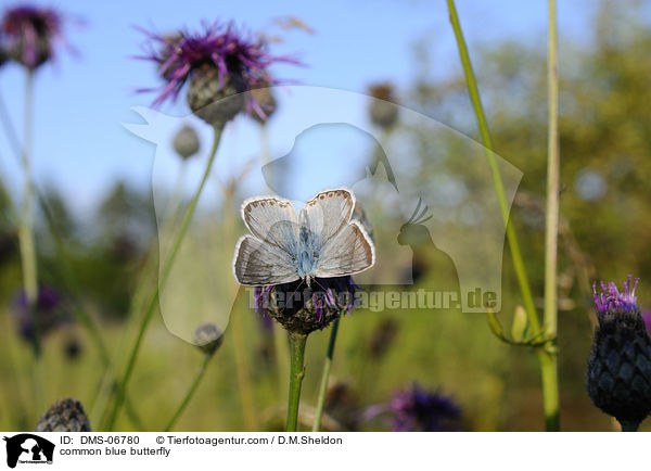Hauhechel-Bluling / common blue butterfly / DMS-06780