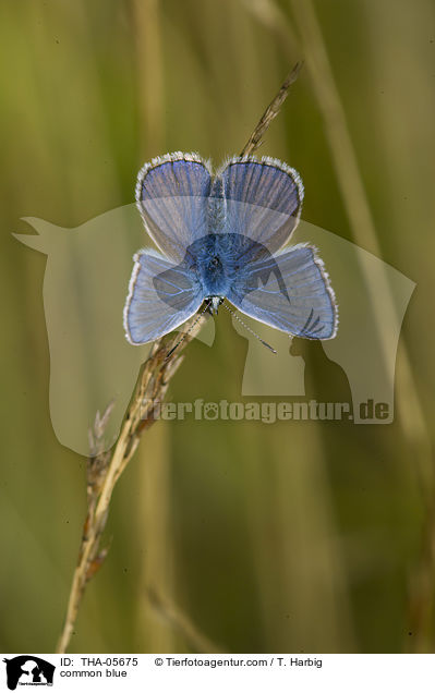 Hauhechel-Bluling / common blue / THA-05675