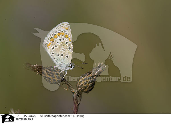 common blue / THA-05679