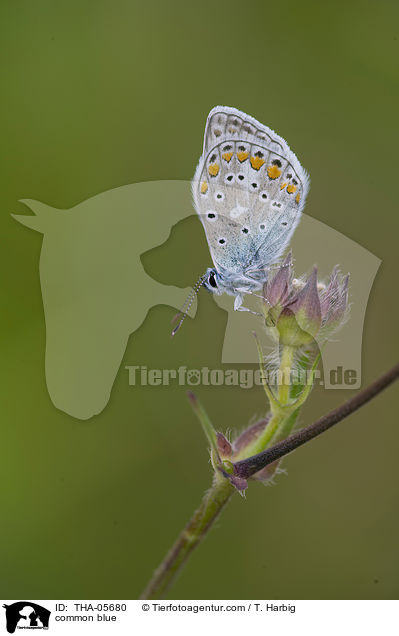 common blue / THA-05680