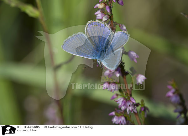 Hauhechel-Bluling / common blue / THA-05685