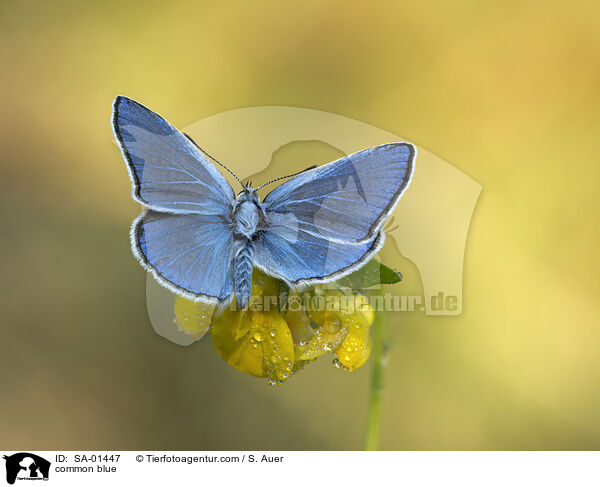 common blue / SA-01447