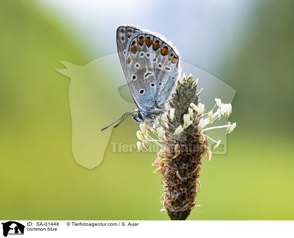 common blue / SA-01448