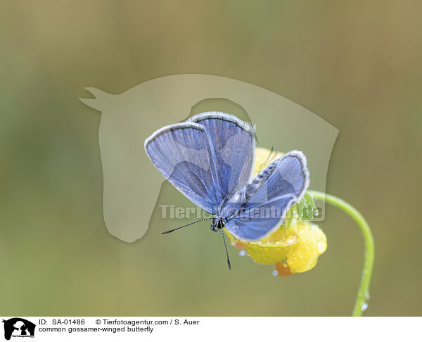 common gossamer-winged butterfly / SA-01486