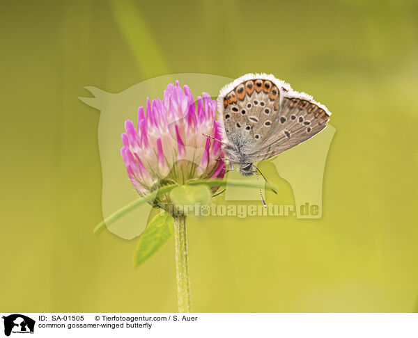 common gossamer-winged butterfly / SA-01505