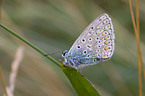 common blue