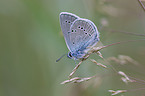 common blue