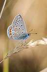 common blue