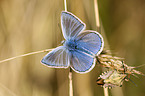 common blue and bug