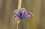 common blue