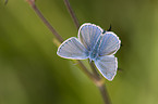common blue butterfliy