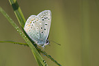 common blue butterfliy