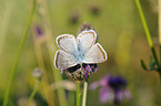 common blue butterfly
