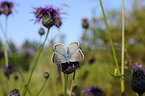 common blue butterfly