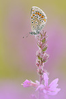 common blue