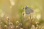 common blue