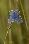 common blue